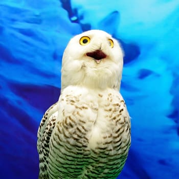 Closeup Snowy Owl (Bubo scandiacus)