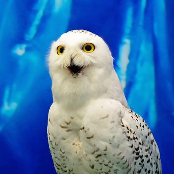 Closeup Snowy Owl (Bubo scandiacus)