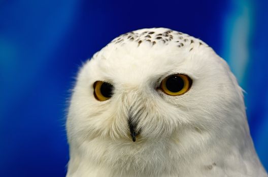 Closeup Snowy Owl (Bubo scandiacus)