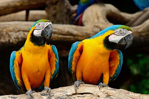 Blue and Gold Macaw aviary