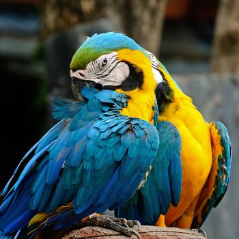 Blue and Gold Macaw aviary