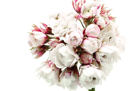 Blossom of white flower, Glory Bower (Clerodendrum chinense), isolated on a white background