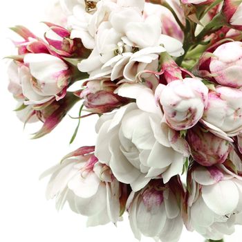 Blossom of white flower, Glory Bower (Clerodendrum chinense), isolated on a white background