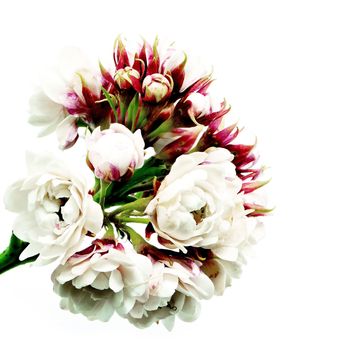 Blossom of white flower, Glory Bower (Clerodendrum chinense), isolated on a white background 