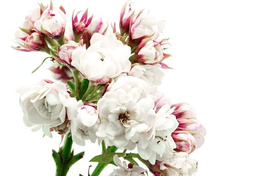 Blossom of white flower, Glory Bower (Clerodendrum chinense), isolated on a white background