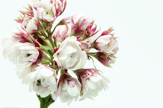 Blossom of white flower, Glory Bower (Clerodendrum chinense), isolated on a white background