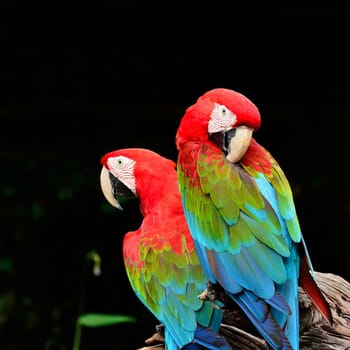 Beautiful Greenwinged Macaw aviary, sitting on the log 