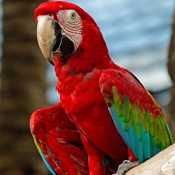 Beautiful Greenwinged Macaw aviary, sitting on the log