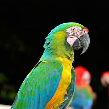 Colorful Harlequin Macaw aviary (juvenile), side profile 