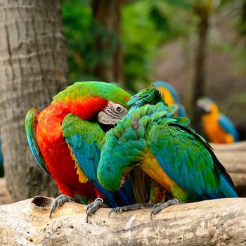 Colorful Harlequin Macaw aviary, sitting on the log