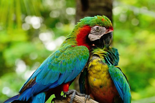 Colorful Harlequin Macaw aviary, sitting on the log