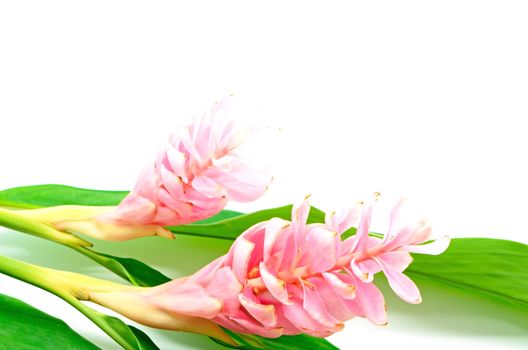 Colorful flower, Red Ginger or Ostrich Plume (Alpinia purpurata), in pink form, isolated on a white background 