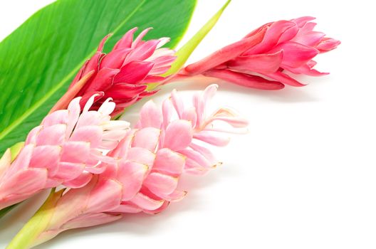 Colorful flower, Red Ginger or Ostrich Plume (Alpinia purpurata), in red and pink form, isolated on a white background