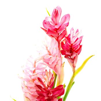 Colorful flower, Red Ginger or Ostrich Plume (Alpinia purpurata), in red and pink form, isolated on a white background