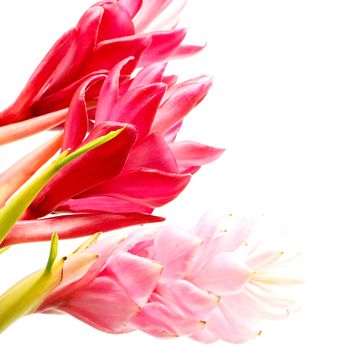 Colorful flower, Red Ginger or Ostrich Plume (Alpinia purpurata), in red and pink form, isolated on a white background