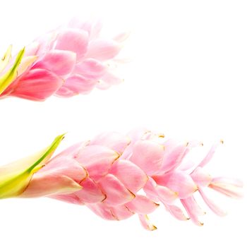 Colorful flower, Red Ginger or Ostrich Plume (Alpinia purpurata), in pink form, isolated on a white background