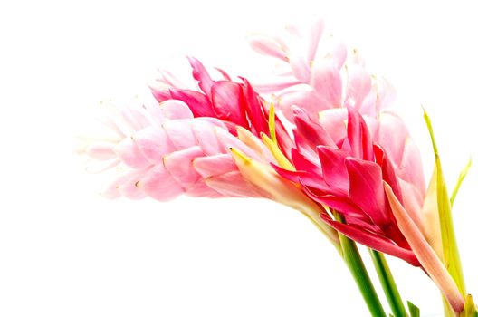 Colorful flower, Red Ginger or Ostrich Plume (Alpinia purpurata), in red and pink form, isolated on a white background