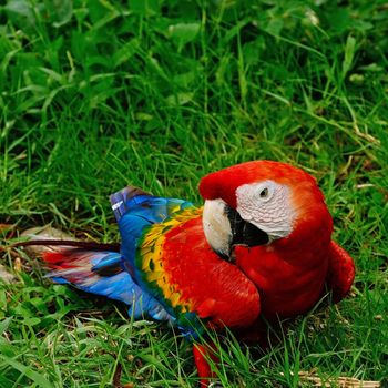 Beautiful Scarlet Macaw aviary, on the ground