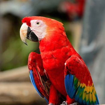 Beautiful Scarlet Macaw aviary