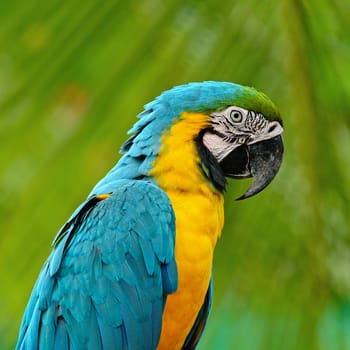 Blue and Gold Macaw aviary, on green background