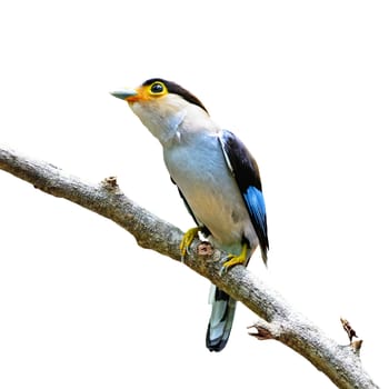 Colorful Broadbill bird, female Silver-breasted Broadbill (Serilophus lunatus),  breast profile, with the green background, isolated on a white background