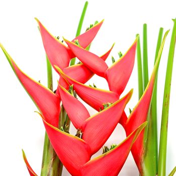 Tropical heliconia flower (Heliconia stricta), isolated on a white background