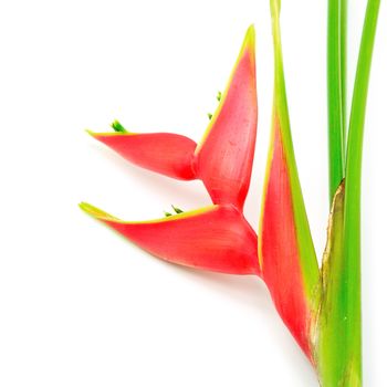 Tropical heliconia flower (Heliconia stricta), isolated on a white background