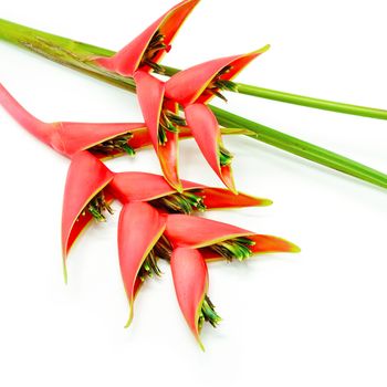 Tropical heliconia flower (Heliconia stricta), isolated on a white background