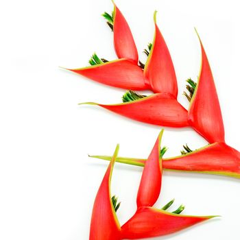 Tropical heliconia flower (Heliconia stricta), isolated on a white background