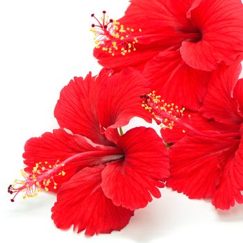 Beautiful red Hibiscus flower isolated on a white background 