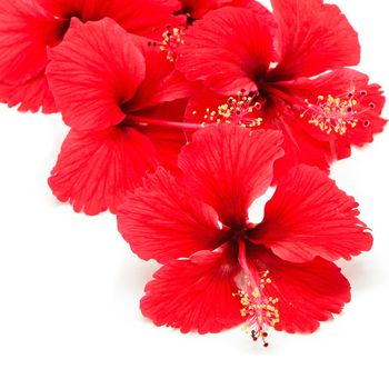 Beautiful red Hibiscus flower isolated on a white background