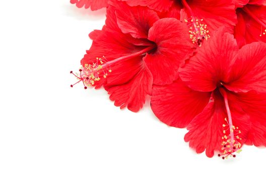 Beautiful red Hibiscus flower isolated on a white background