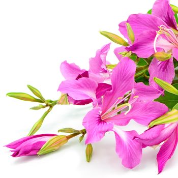 Beautiful pink flower, Bauhinia purpurea, isolated on a white background