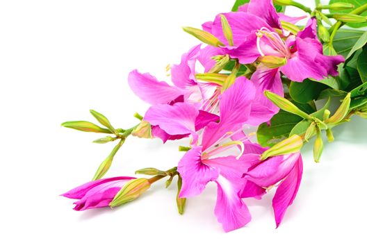 Beautiful pink flower, Bauhinia purpurea, isolated on a white background