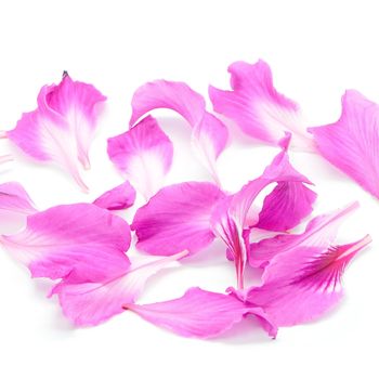 Beautiful pink flower, petal of Bauhinia purpurea, isolated on a white background