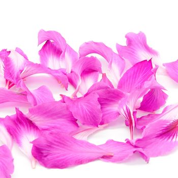 Beautiful pink flower, petal of Bauhinia purpurea, isolated on a white background