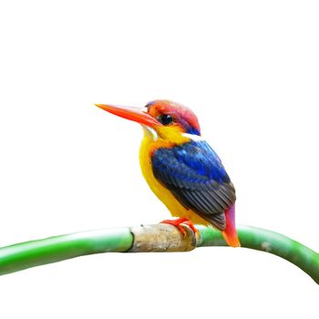 Colorful Kingfisher, male Black-backed Kingfisher (Ceyx erithacus), side profile, isolated on a white background