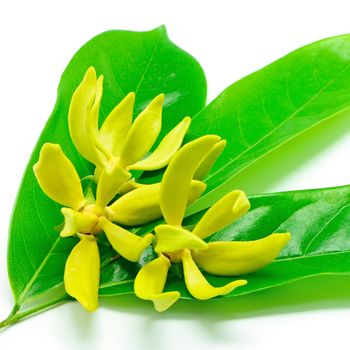 Ylang Ylang flower (Cananga odroata), isolated on a white background