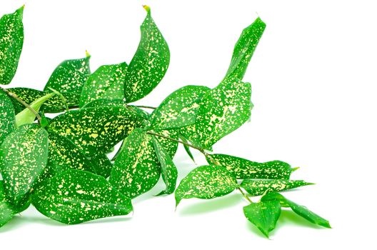 Foliage leaves of dracaena, Gold Dust dracaena or Spotted dracaena, green form, isolated on a white background 