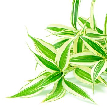 Foliage leaves of dracaena (Dracaena reflexa), Song of India, isolated on a white background