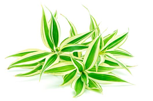 Foliage leaves of dracaena (Dracaena reflexa), Song of India, isolated on a white background