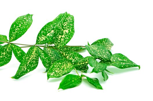 Foliage leaves of dracaena, Gold Dust dracaena or Spotted dracaena, green form, isolated on a white background