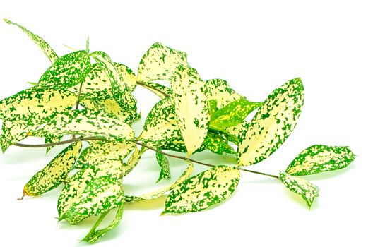 Foliage leaves of dracaena, Gold Dust dracaena or Spotted dracaena, spotted form, isolated on a white background