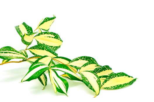 Foliage leaves of dracaena, Gold Dust dracaena or Spotted dracaena, stripped form, isolated on a white background