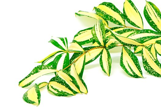 Foliage leaves of dracaena, Gold Dust dracaena or Spotted dracaena, stripped form, isolated on a white background