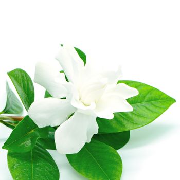 White Gardenia flower or Cape Jasmine (Gardenia jasminoides), isolated on a white background