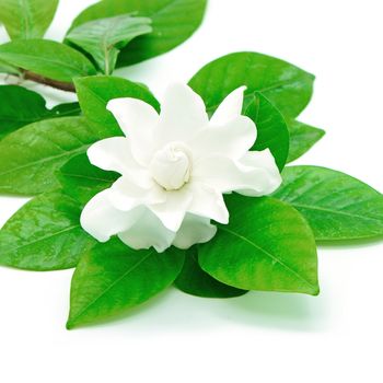 White Gardenia flower or Cape Jasmine (Gardenia jasminoides), isolated on a white background