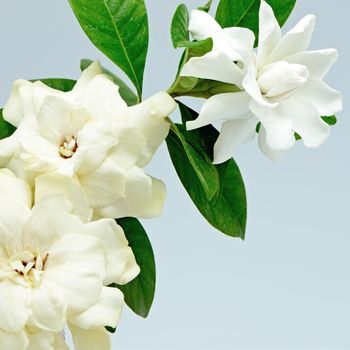 White Gardenia flower or Cape Jasmine (Gardenia jasminoides), isolated on a blue background