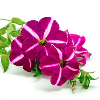 Star pink petunia flower, isolated on a white background