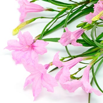 Beautiful pink flower, Ruellia squarrosa, isolated on a white background